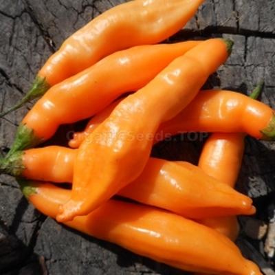 Aji Melocoton