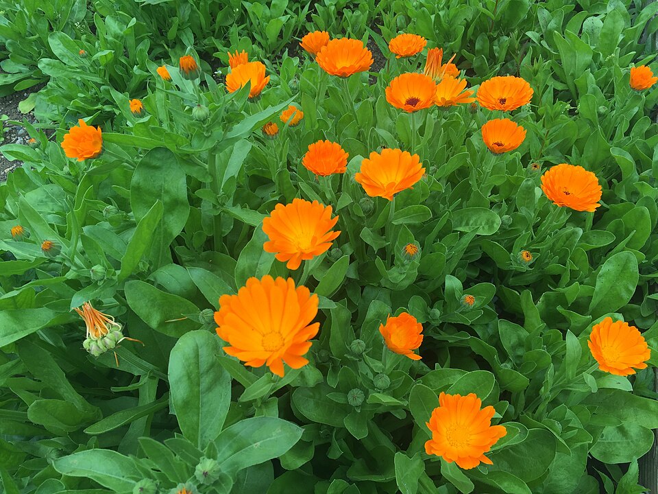 Calendula 'Sunny'