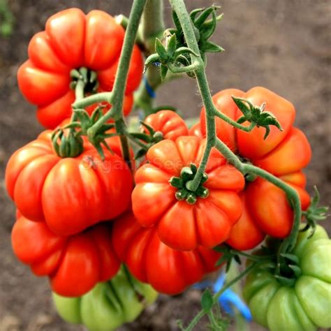 Costoluto Fiorentino