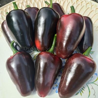 Jalapeño Black Maroccan