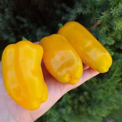 Jalapeño Lemon Spice Giant