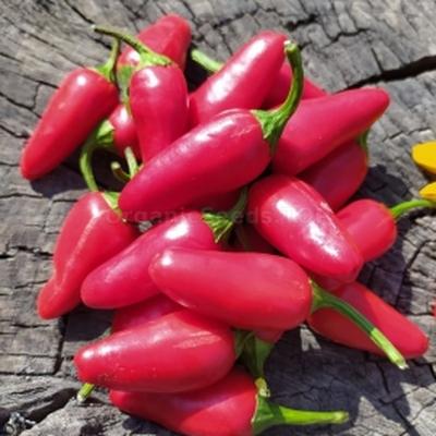 Jalapeño Mini