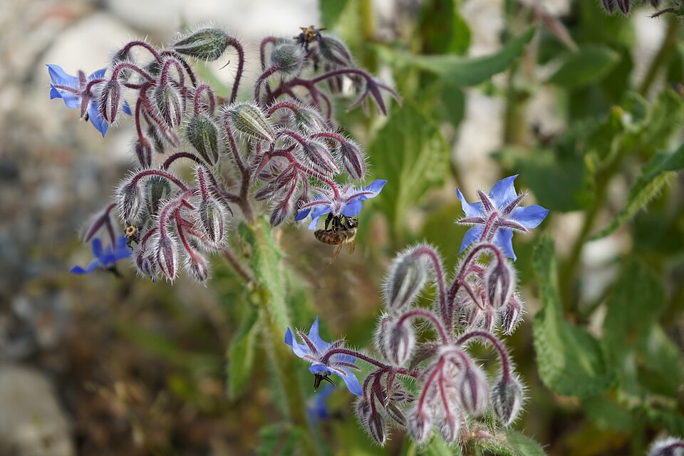 Lemonade Borage