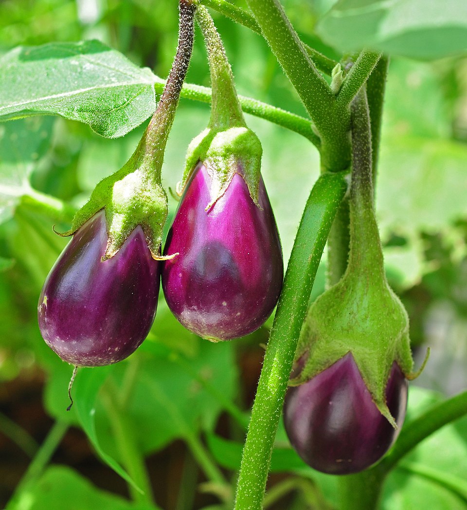 Long Purple