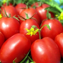 Odessa Plum