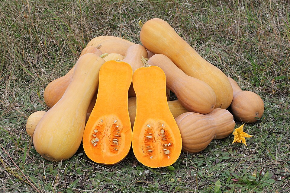 Pompoen Butternut