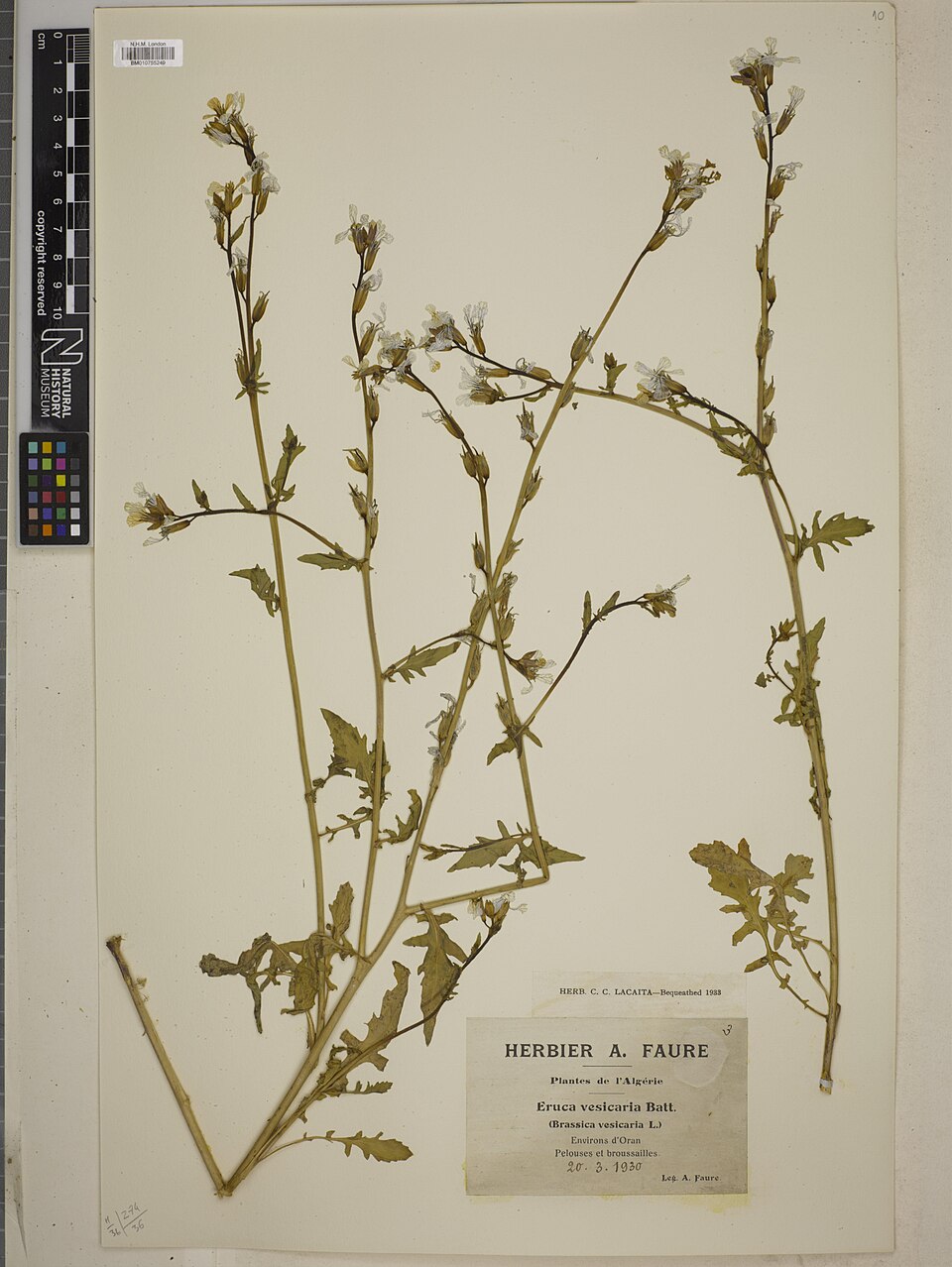 Rucola Coltivata