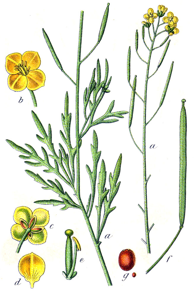 Rucola Esmee
