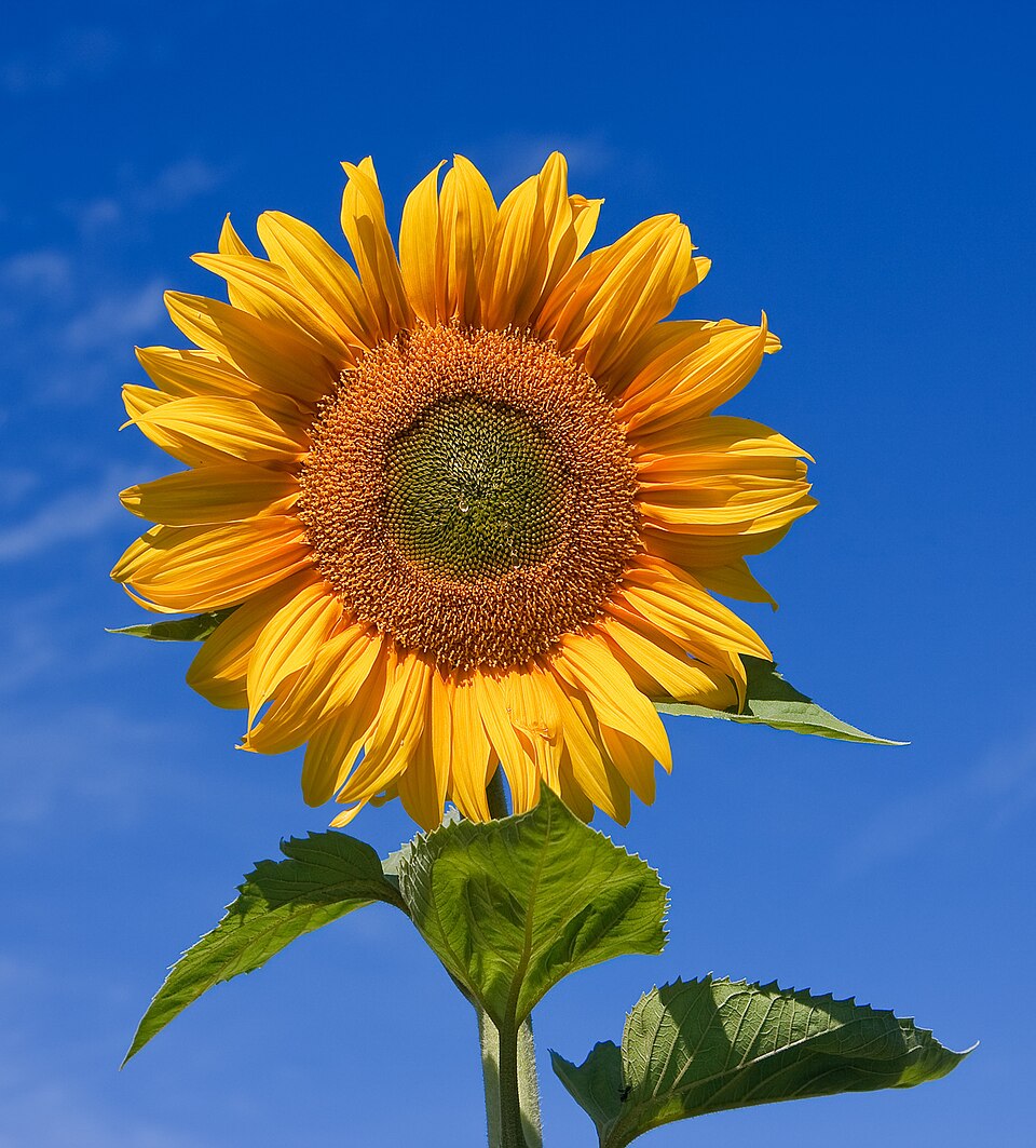 Grote Zonnebloem